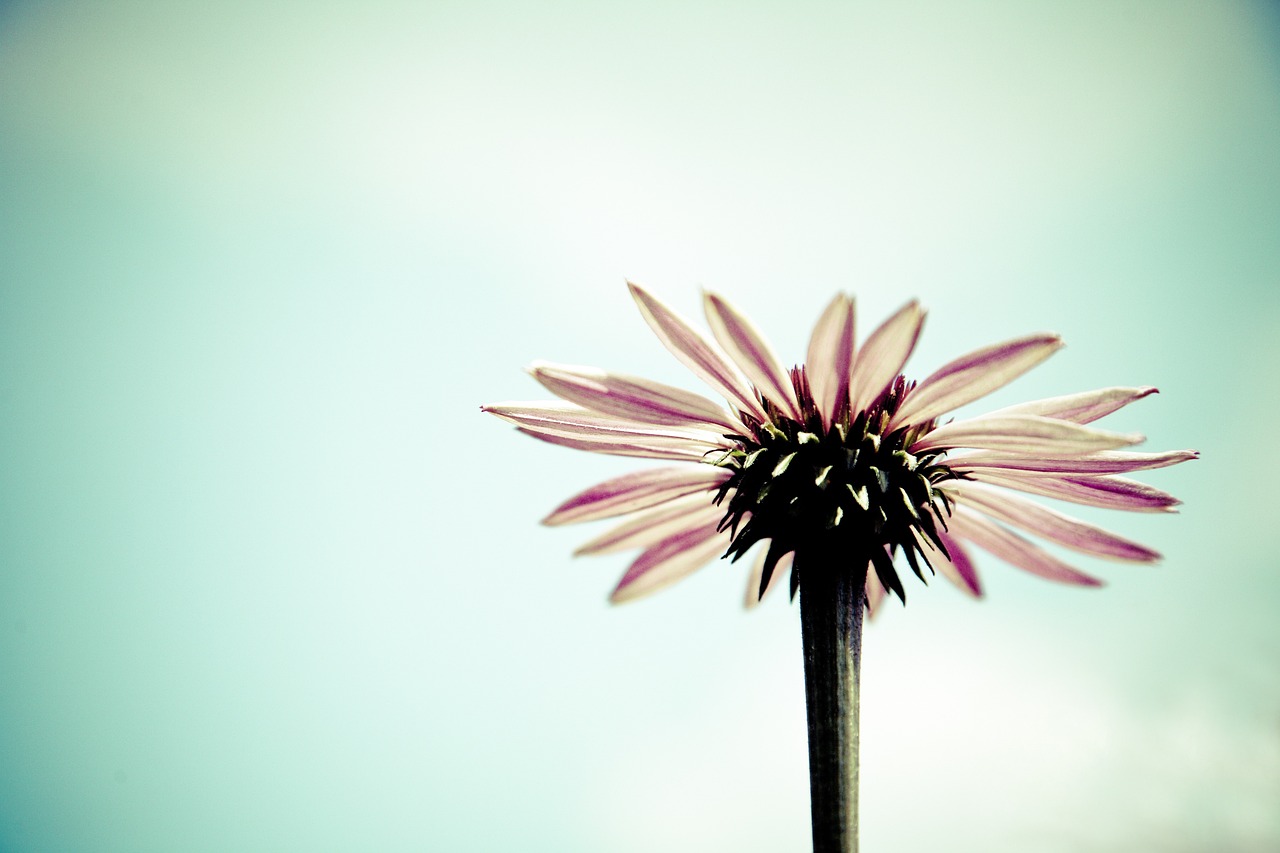 How to Make Your Own DIY Home Fragrances